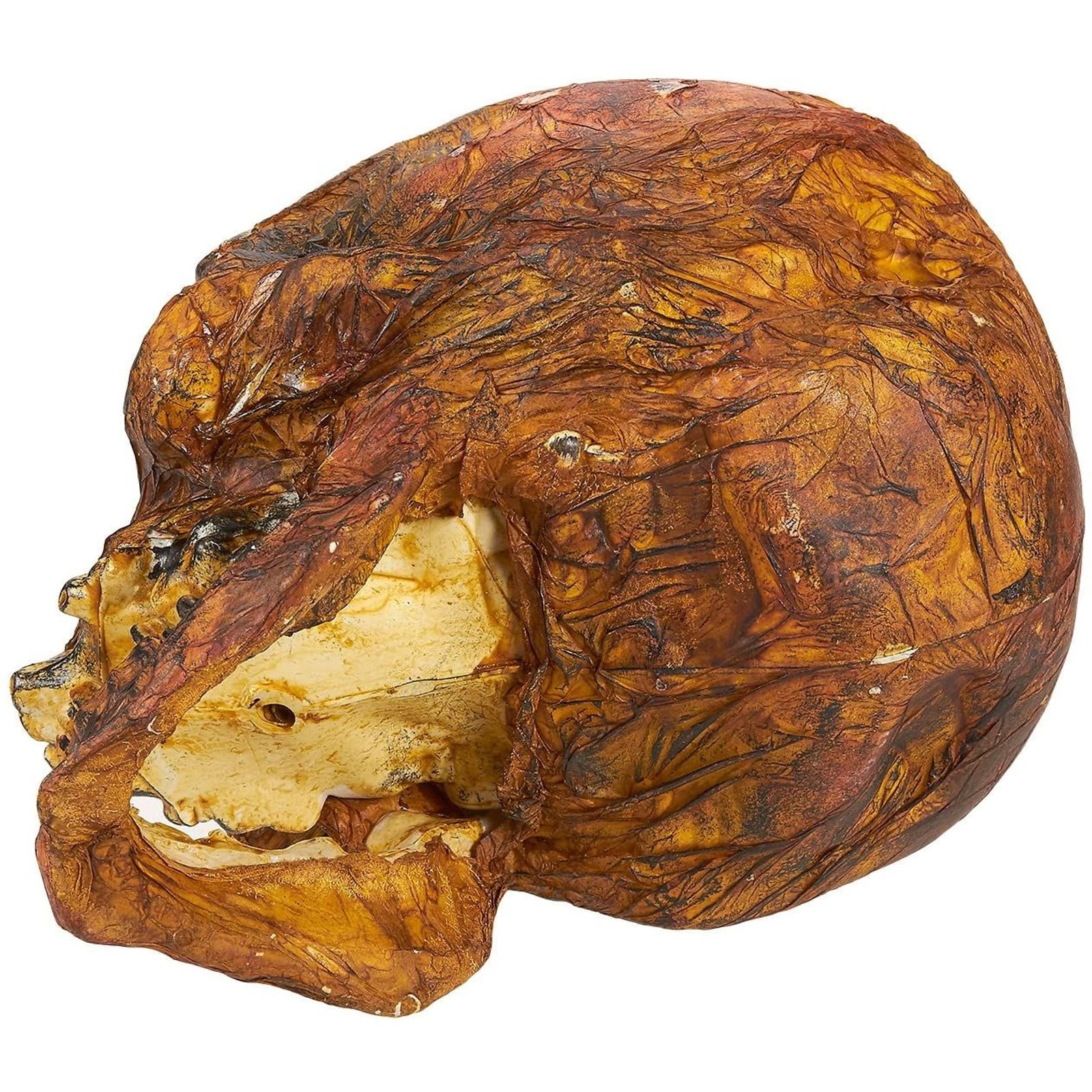 No.5206 Death Plastic 壁掛け ホラー デコ スカル ブルー Blue Panda Rotting Skull - Halloween Decoration - Realistic
